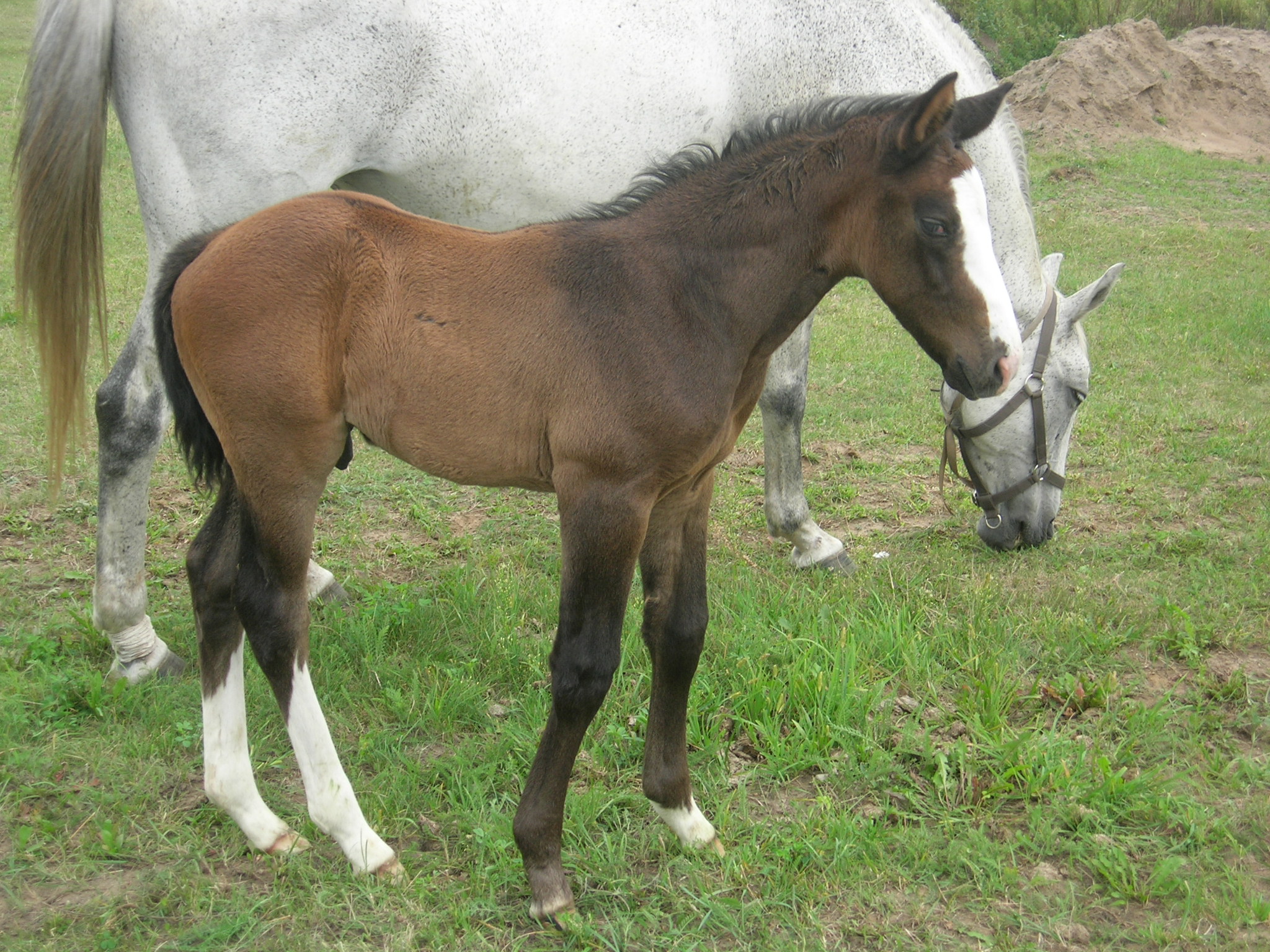 foal by Hiacynt
born;06.08.2013
2 weeks old